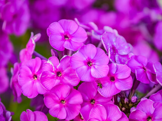 Fototapeta premium Flowers 