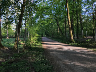 A dirt road in a forest with trees on either side