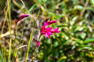 Violet Iris xiphium, commonly known as the Spanish iris at the Algarve coast in Portugal