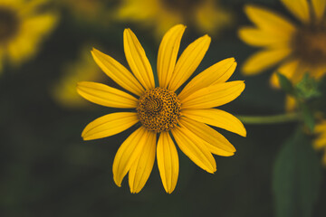 A bed of growing yellow false sunflowers