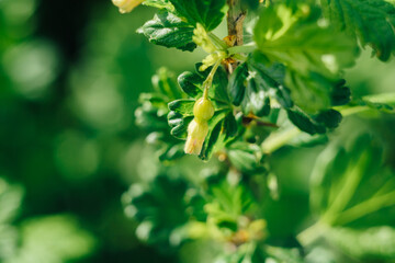 A leafy green plant with a small yellow flower on it