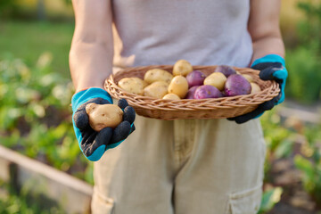 Close up of organic potato harvest in basket