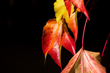 Obraz premium red autumn leaves