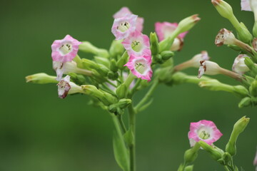 Common tobacco, Nicotiana tabacum. Inflorescence of tobacco flowers.