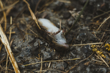 A dead field mouse lies with its paws up