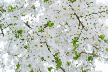 A tree with white flowers is in the foreground