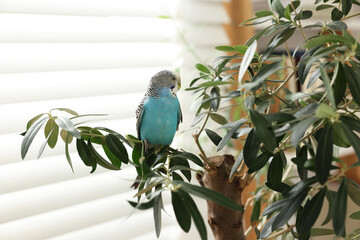 Pet parrot. Beautiful budgerigar sitting on tree indoors