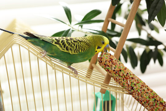Pet parrot. Beautiful budgerigar eating bird treat on cage indoors