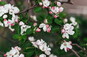 A tree with white flowers is in full bloom