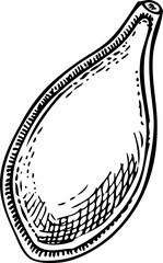 Pumpkin seed sketch. Harvest, hand-drawn autumn food icon.  Vintage vegetable illustration