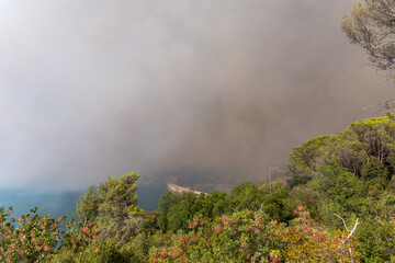Fototapeta premium Fire raging through the forest