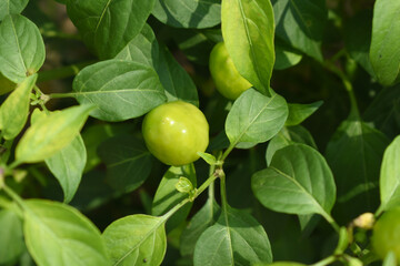 fresh green chili on plant closeup, chili plants in organic farming, Chilies closeup in field, Green chili plant in a farmer's field, Ripe green chili on a plant in Chakwal, Punjab, Pakistan