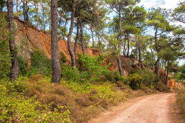 trees and dirt road in the forest