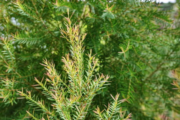 Melaleuca bracteata macro leaves small world 