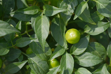 fresh green chili on plant closeup, chili plants in organic farming, Chilies closeup in field, Green chili plant in a farmer's field, Ripe green chili on a plant in Chakwal, Punjab, Pakistan