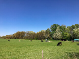 Fototapeta premium A herd of cows are grazing in a lush green field