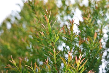 Melaleuca bracteata macro leaves small world 