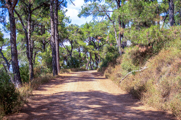 path in the forest