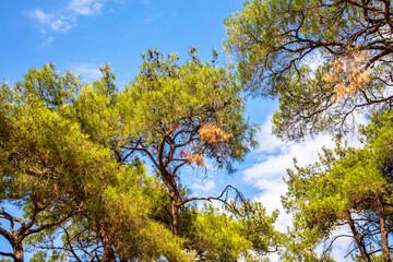 pine trees and blue sky in the forest