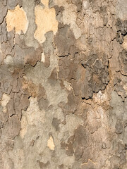 The bark of a tree is peeling off, revealing the wood underneath