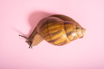 Giant snail on pink background