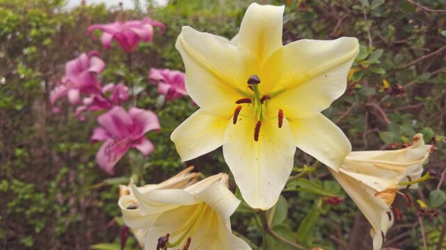 Close up of Tree Lily 'Yellow Rocket' in flower