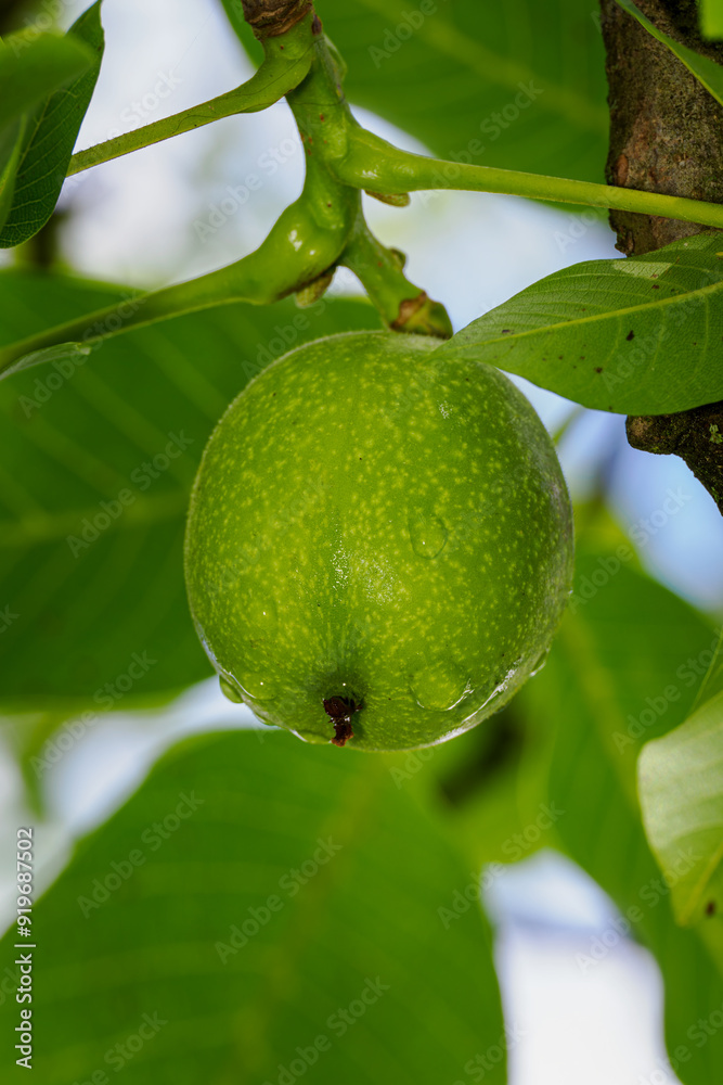 Poster green walnut fruits with water drops.