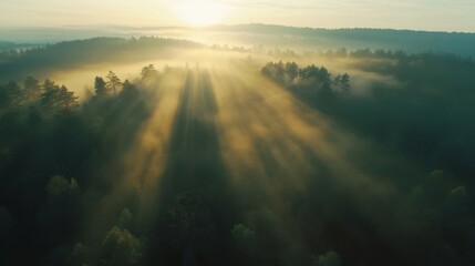 Fototapeta premium An aerial view of a dense forest at sunrise, sunlight beams through the fog, creating a magical atmosphere.