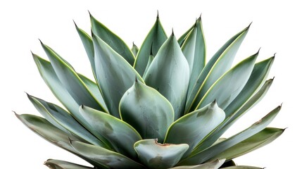 Fototapeta premium Agave Plant Close-Up