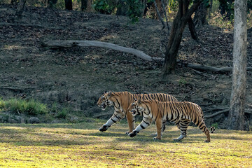 Two Royal Bengal Tigers are marching across a jungle valley on a sunny day, with a deep forest in the background like the Military