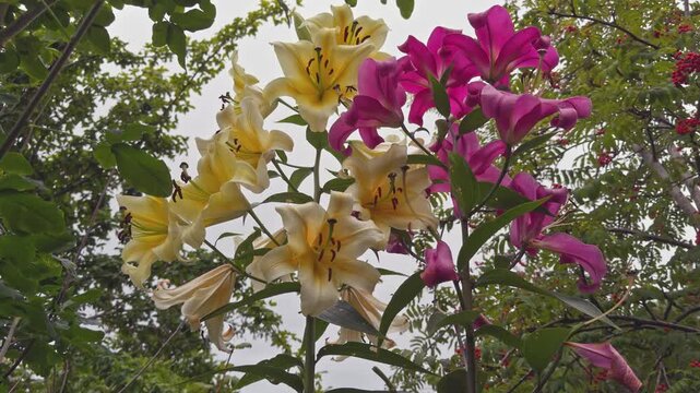 Tree Lily 'Yellow Rocket' and 'Pink Explosion' in flower