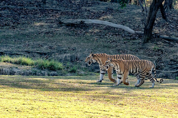 A Pair of Royal Bengal Tigers Marches through a Jungle Valley on a Sunny Day, with a Forest Backdrop like the Military