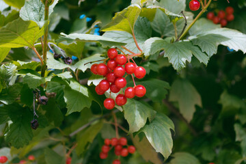 A cluster of red berries on a tree branch