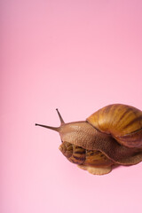 Giant snail on pink background