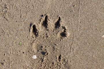 Large dog paw print imprinted in the wet sand on a beach