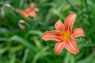 Fototapeta premium Orange daylily flower and green leaves.