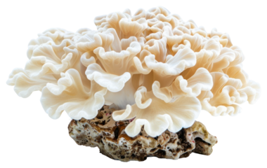 PNG Unique coral-like mushroom fungus