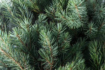 Green tree branches. Christmas natural background