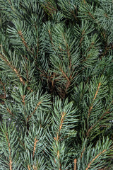 Green tree branches. Christmas natural background