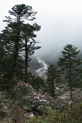 Yumthang Valley or Sikkim Valley of Flowers sanctuary, Himalayan mountains background, North Sikkim, India. Shingba Rhododendron Sanctuary. Rhododendron flowers with frozen fountain and white clouds.