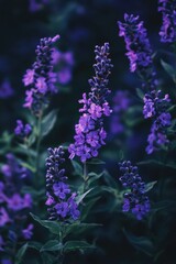 Obraz premium Amazing lavender purple flowers