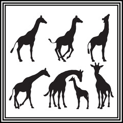 Giraffe vector silhouette set , wildlife animal illustration.