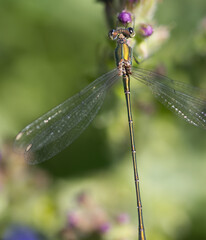 green dragonfly on a flower bud, close-up of a damselfy from above, eyes of a damselfy, colorful dragonfly