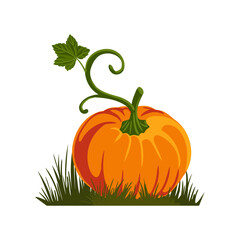 vector drawing vegetable, orange pumpkin at green grass, thanksgiving day element isolated at white background, hand drawn illustration