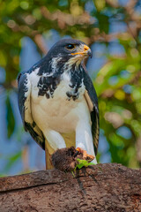 Augur Buzzuard with Food in Talons