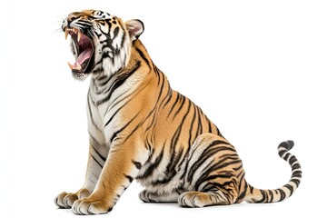 Fototapeta premium Tiger sitting and roaring isolated on a white background