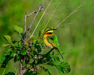 Little Bee-eater Watching from Tree Limb Perch