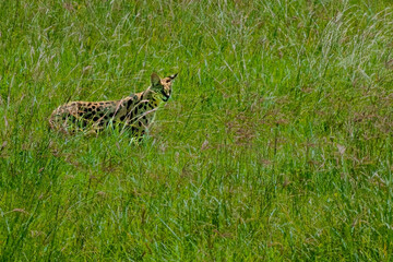 Serval Cat Standing in the Ngorongoro Crater