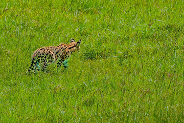 Serval Cat Stalking Prey