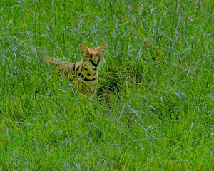 Serval Cat Walking Trhough Tall Grass in the Serengeti